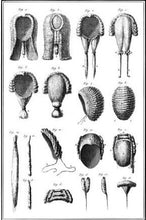 Load image into Gallery viewer, 18th Century 16" Queue